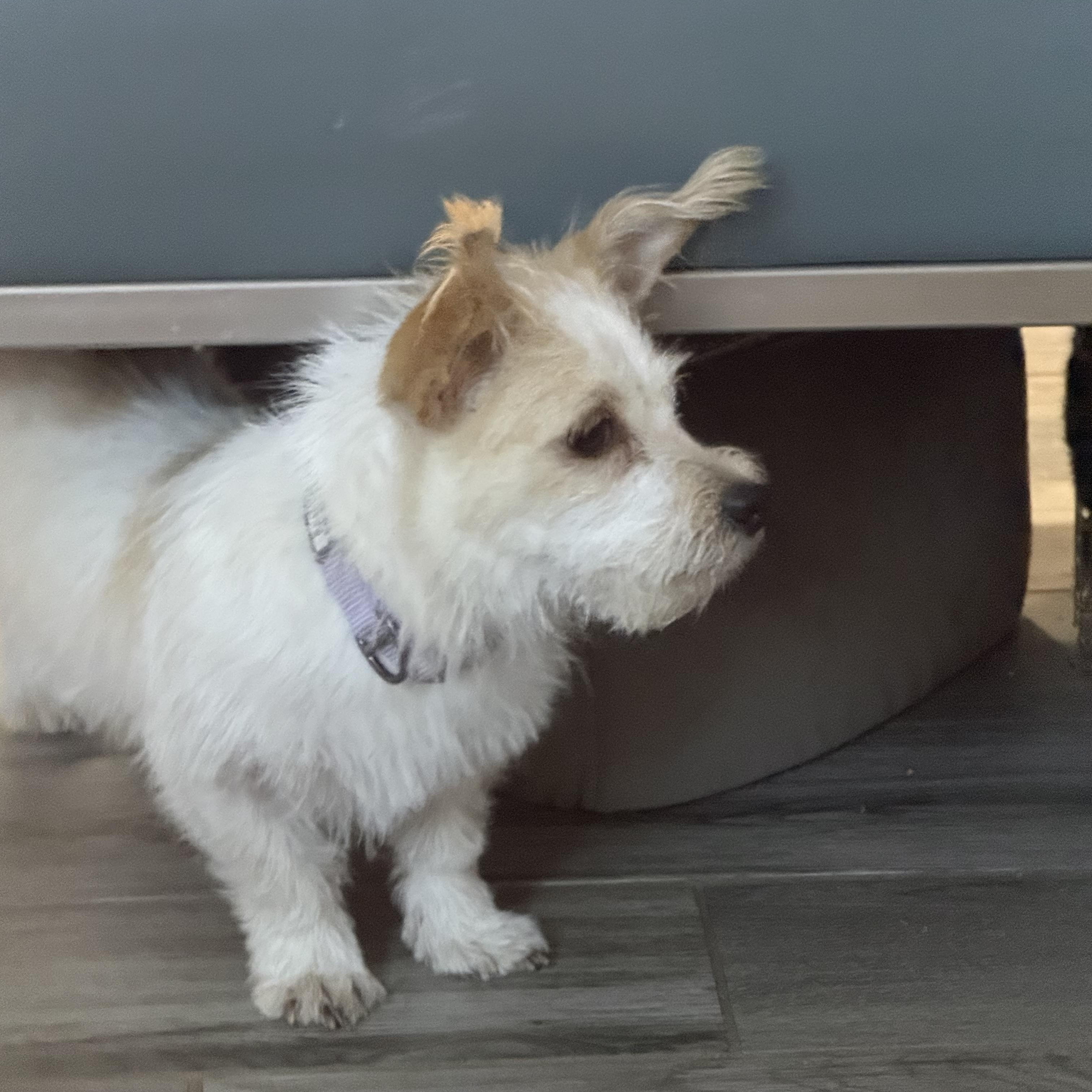 Kiki the sweet tiny low-rider, a Adoptable mixed breed in Lockhart, TX image 4/6