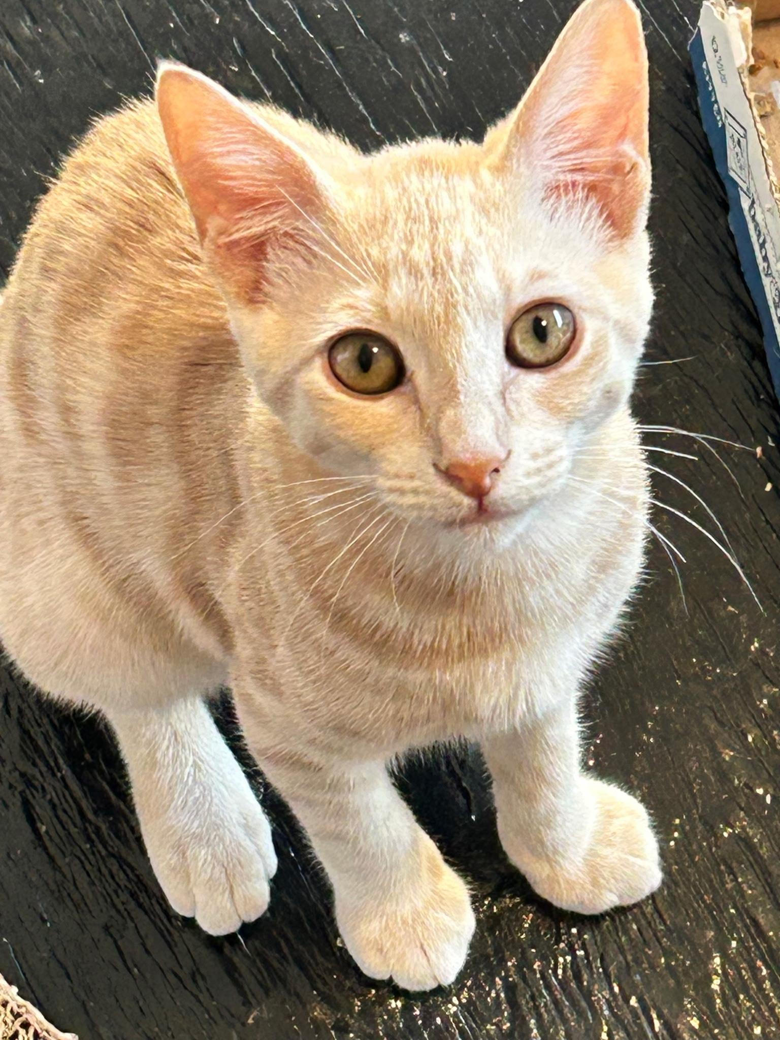 Taffy, Adopted, Young Female Tabby.