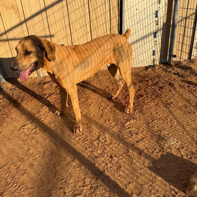 Copper, a ADOPTABLE mixed breed in Enfield, CT image 2/2