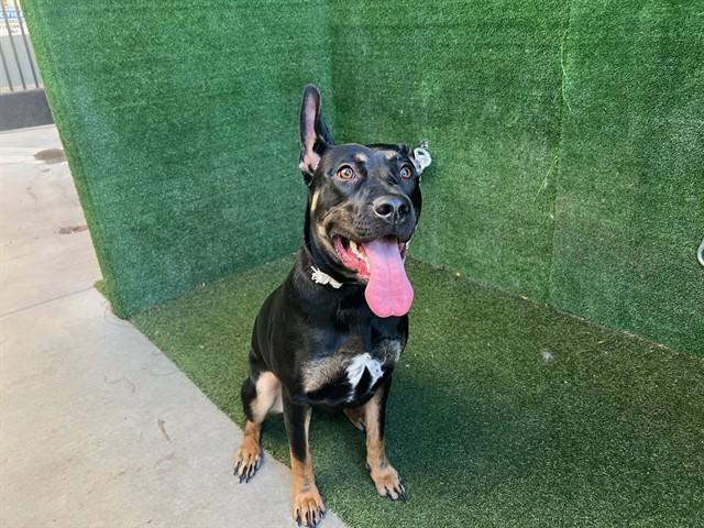 Enlarge HESTA, a Adoptable mixed breed in Lancaster, CA image 1/1