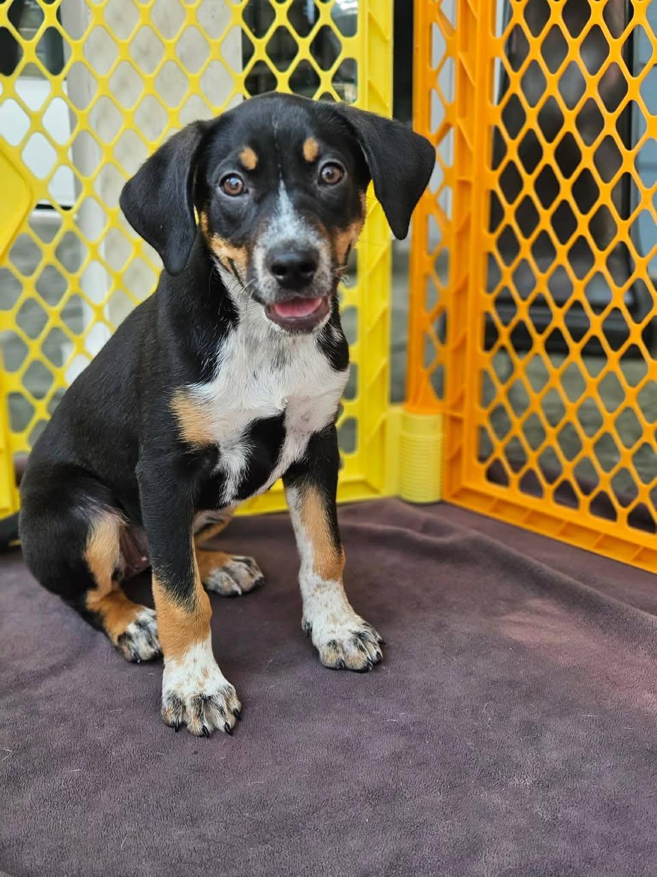Lady, adopted, Puppy Female Mixed Breed.