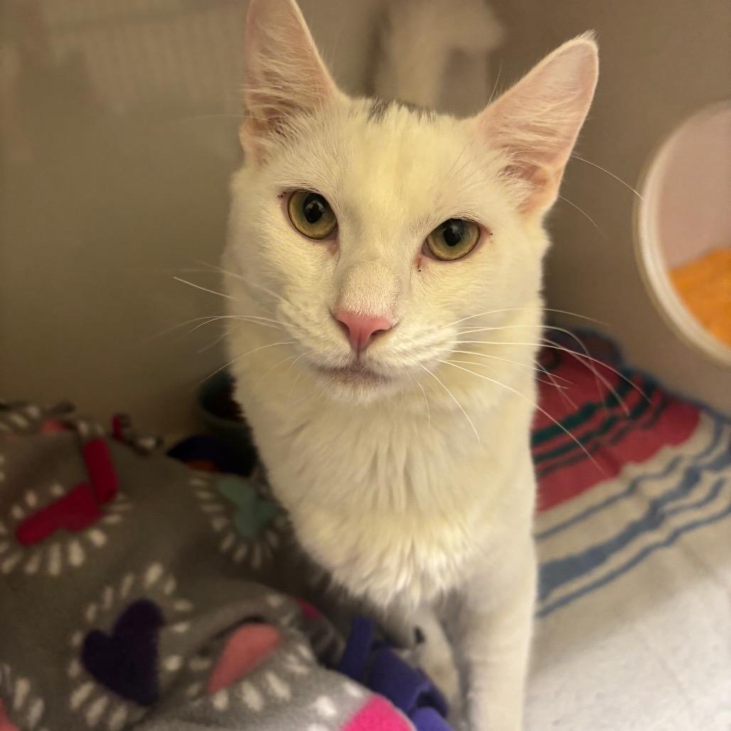 Enlarge Pippin, a Adoptable Domestic Short Hair in Redwood City, CA image 1/2