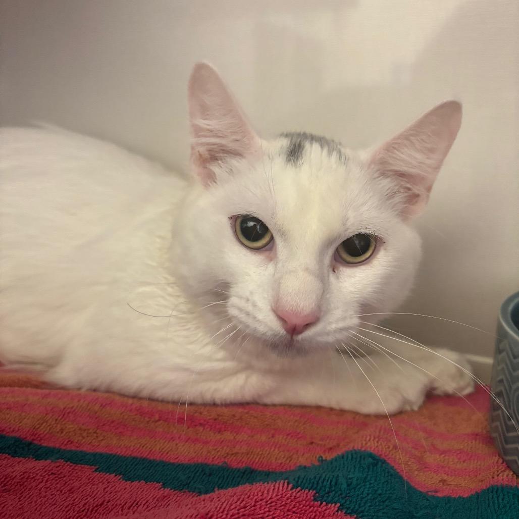 Enlarge Pippin, a Adoptable Domestic Short Hair in Redwood City, CA image 2/2