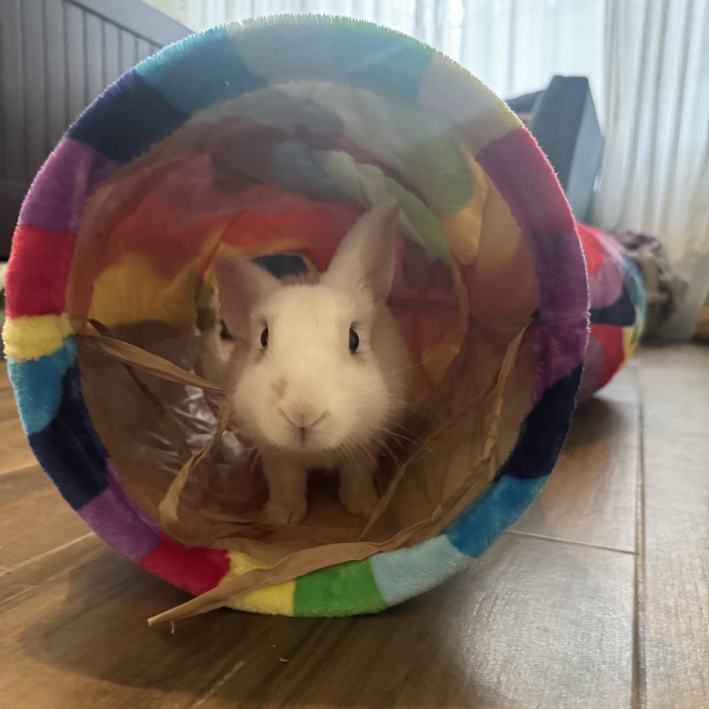 Enlarge Donut, a Adoptable Bunny Rabbit in The Woodlands, TX image 3/6