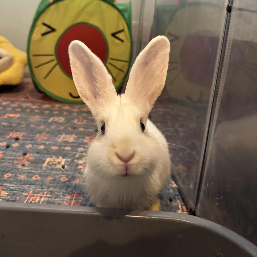 Donut, a Adoptable Bunny Rabbit in The Woodlands, TX image 1/6