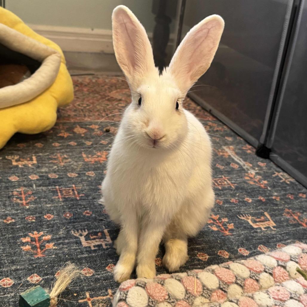 Donut, a Adoptable Bunny Rabbit in The Woodlands, TX image 2/6