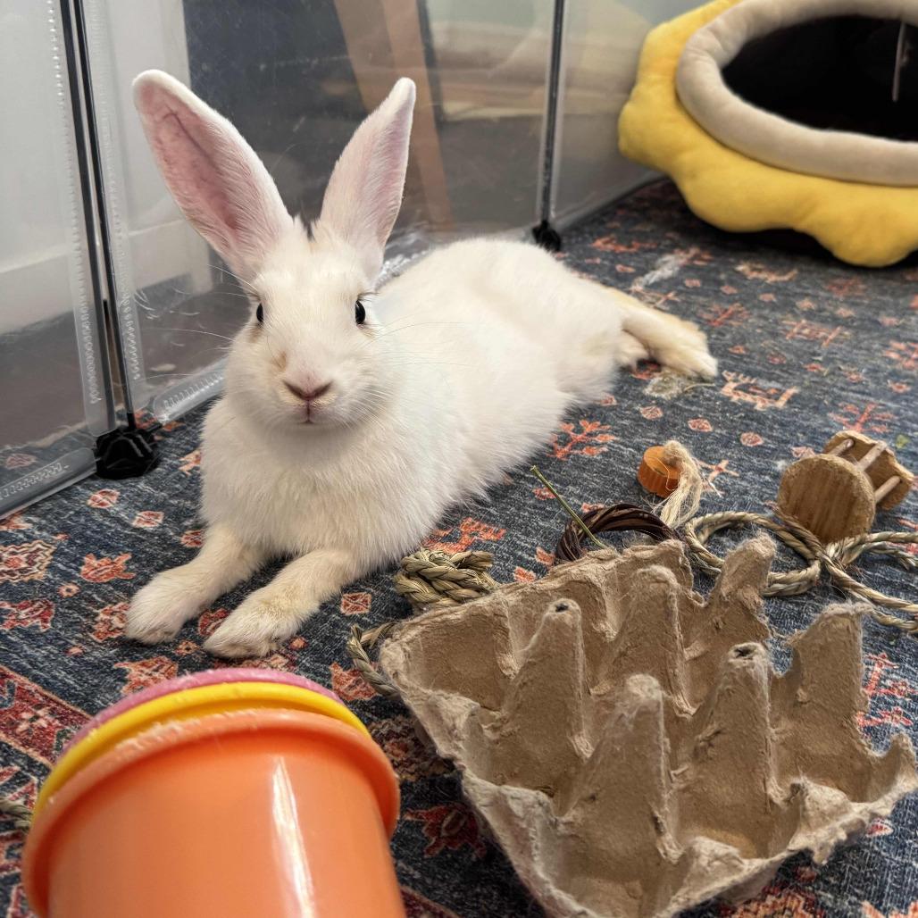 Enlarge Donut, a Adoptable Bunny Rabbit in The Woodlands, TX image 5/6