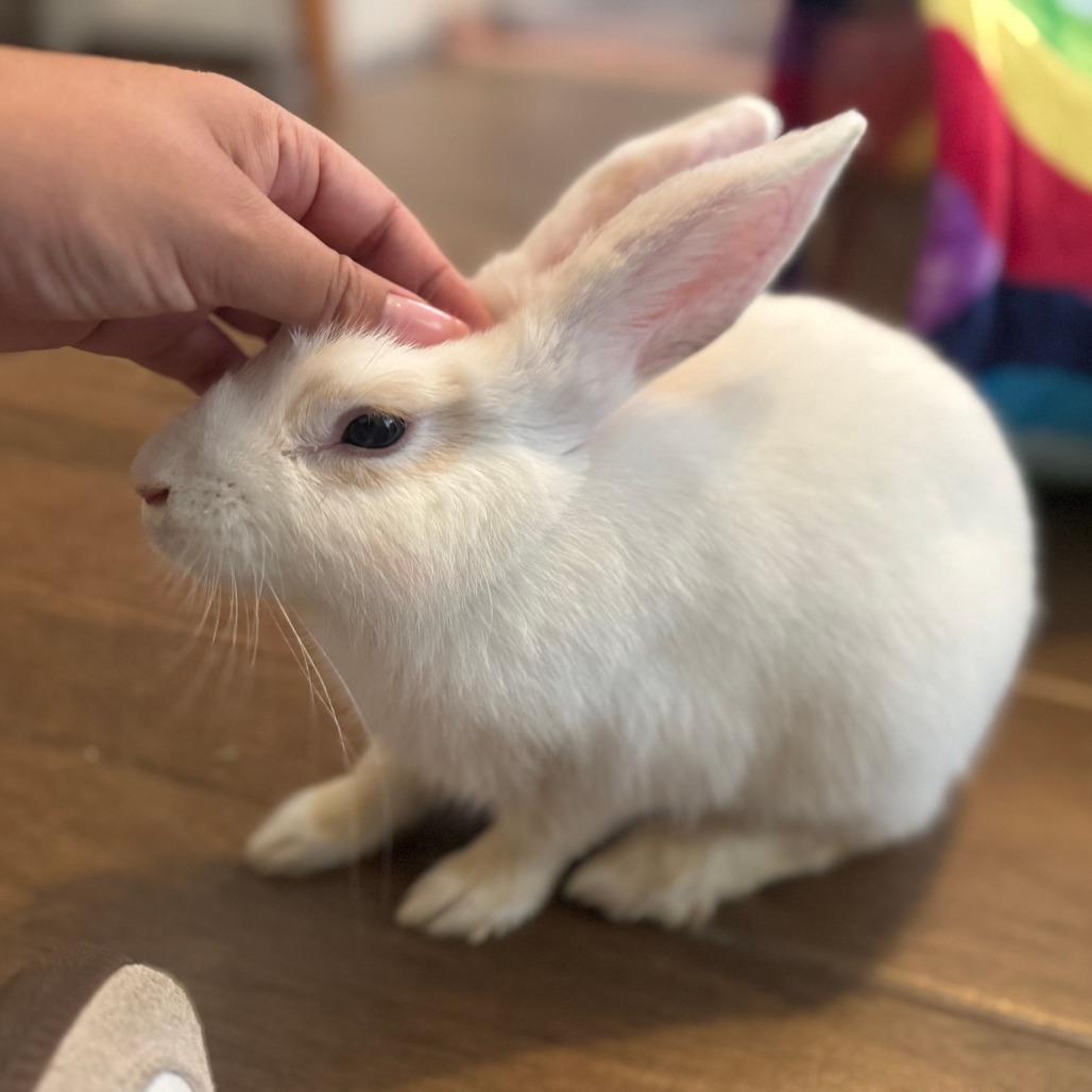 Donut, a Adoptable Bunny Rabbit in The Woodlands, TX image 4/6
