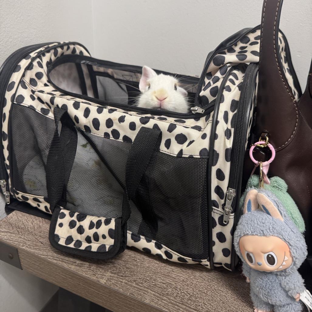 Donut, a Adoptable Bunny Rabbit in The Woodlands, TX image 5/6