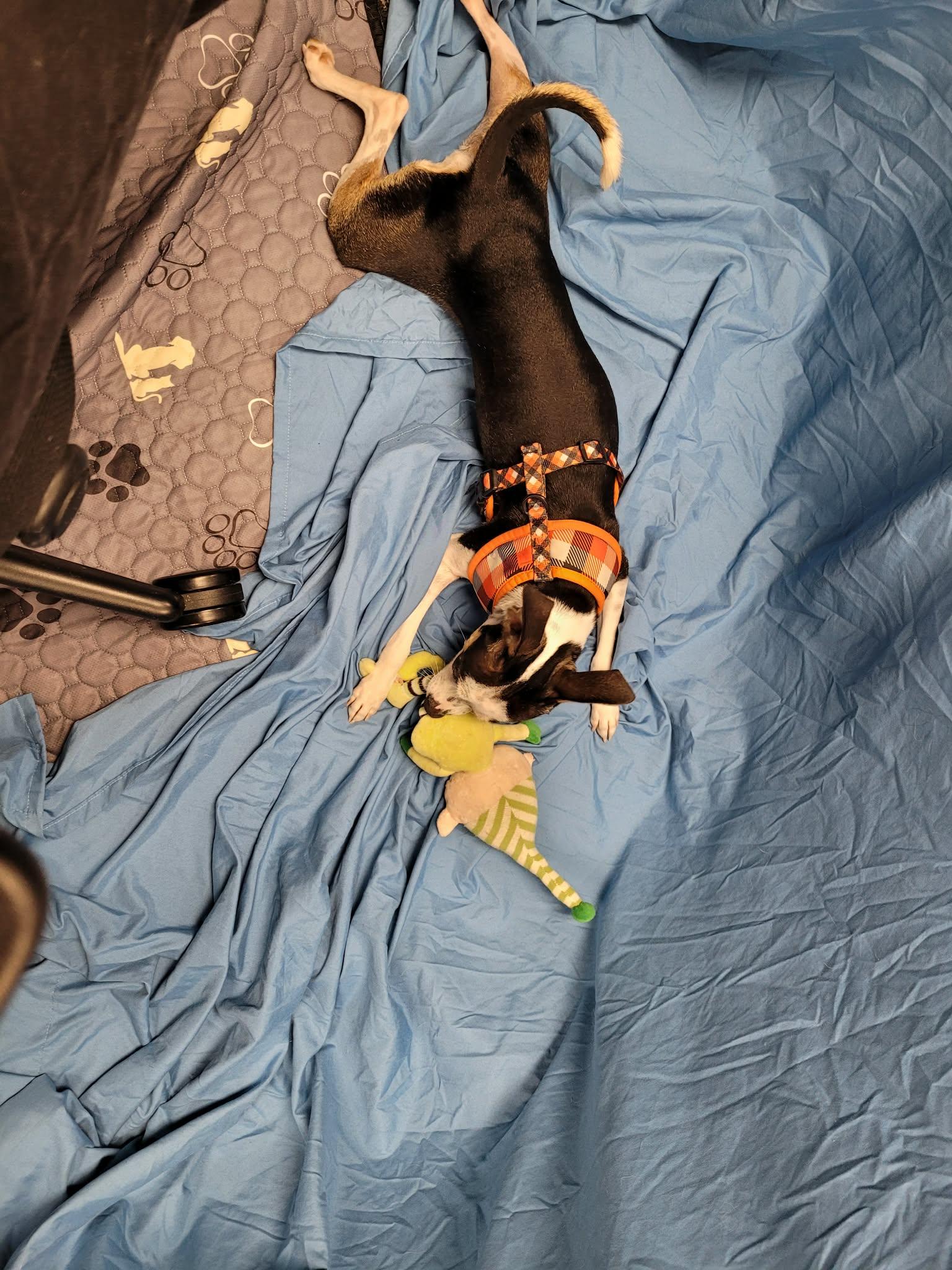 Enlarge Wiwis, a ADOPTABLE mixed breed in Calgary, AB image 5/6