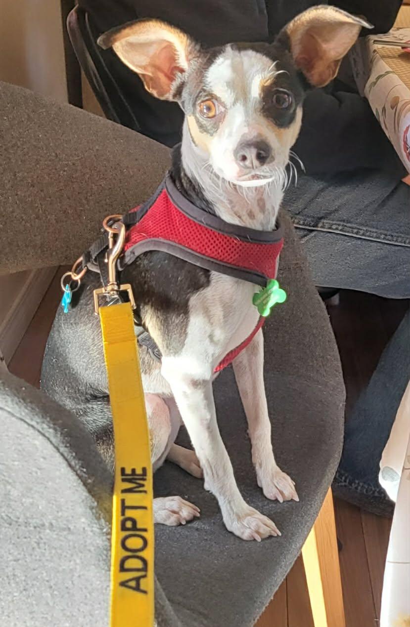 Enlarge Wiwis, a ADOPTABLE mixed breed in Calgary, AB image 2/6