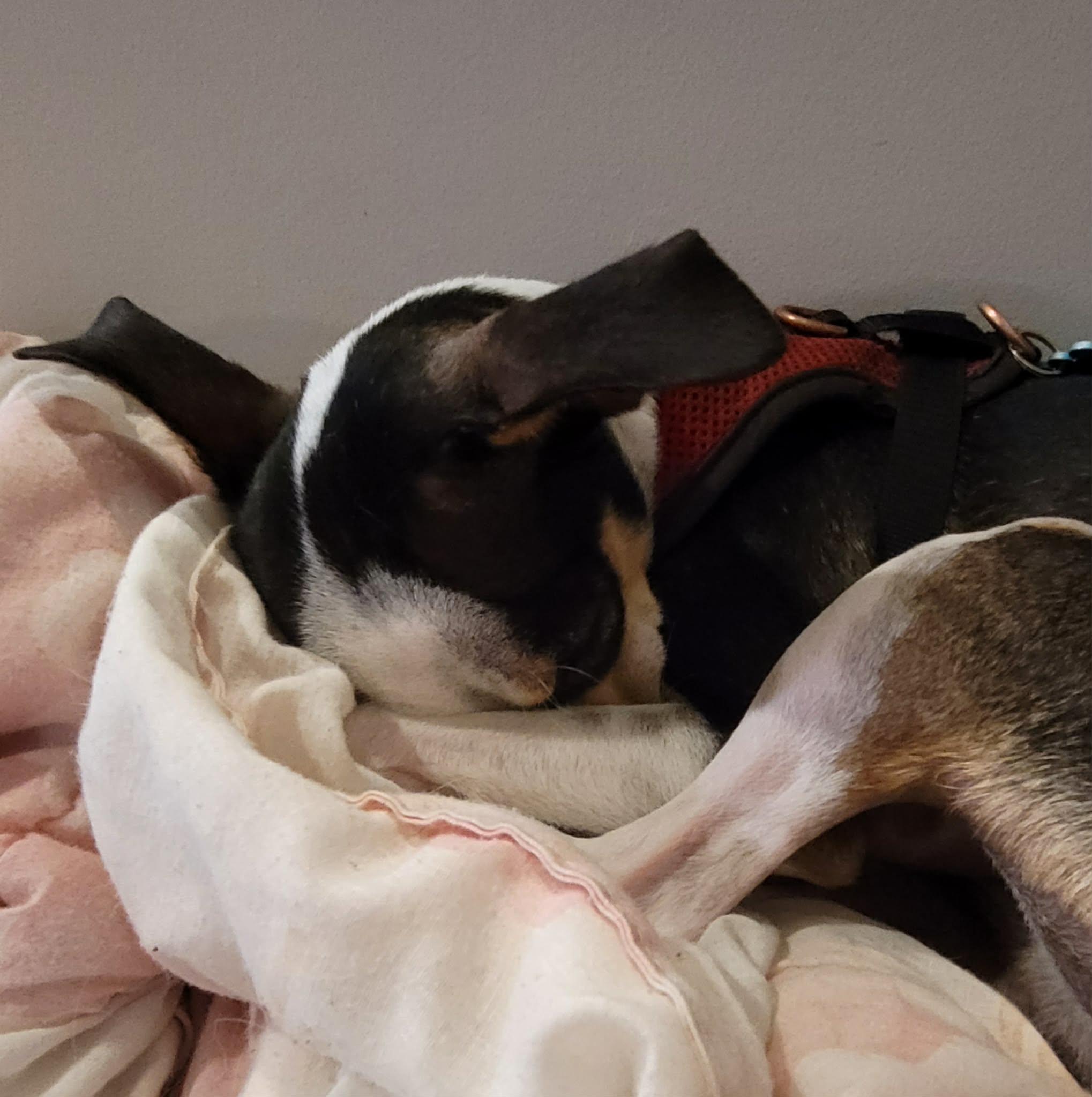 Enlarge Wiwis, a ADOPTABLE mixed breed in Calgary, AB image 3/6