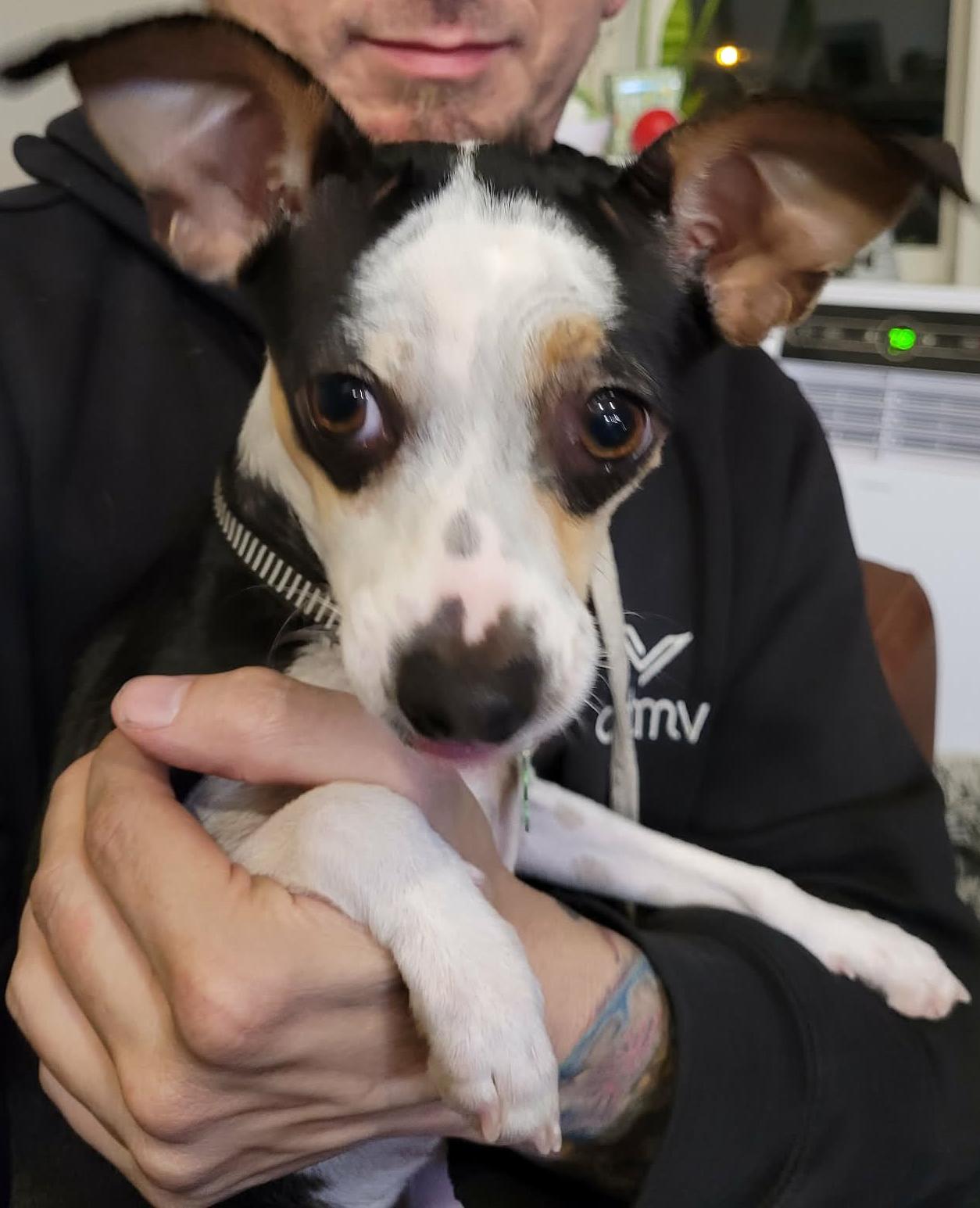 Enlarge Wiwis, a ADOPTABLE mixed breed in Calgary, AB image 4/6