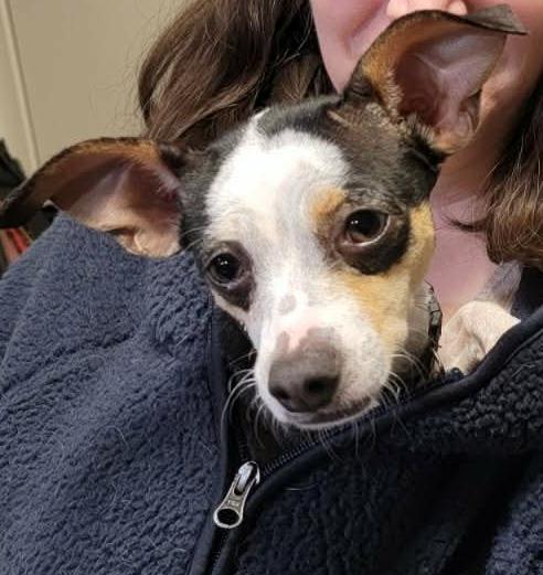 Wiwis, ADOPTABLE, Adult Female Rat Terrier & Chihuahua.