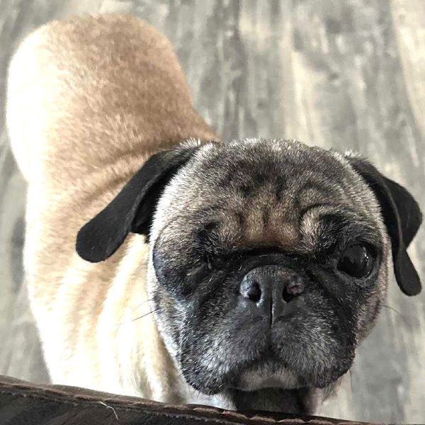 Sunday, Adoptable, Adult Female Pug.