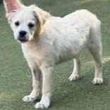 MUFFIN, an adoptable Terrier, Chihuahua in missoula, MT, 59808 | Photo Image 4