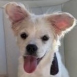 MUFFIN, an adoptable Terrier, Chihuahua in missoula, MT, 59808 | Photo Image 2