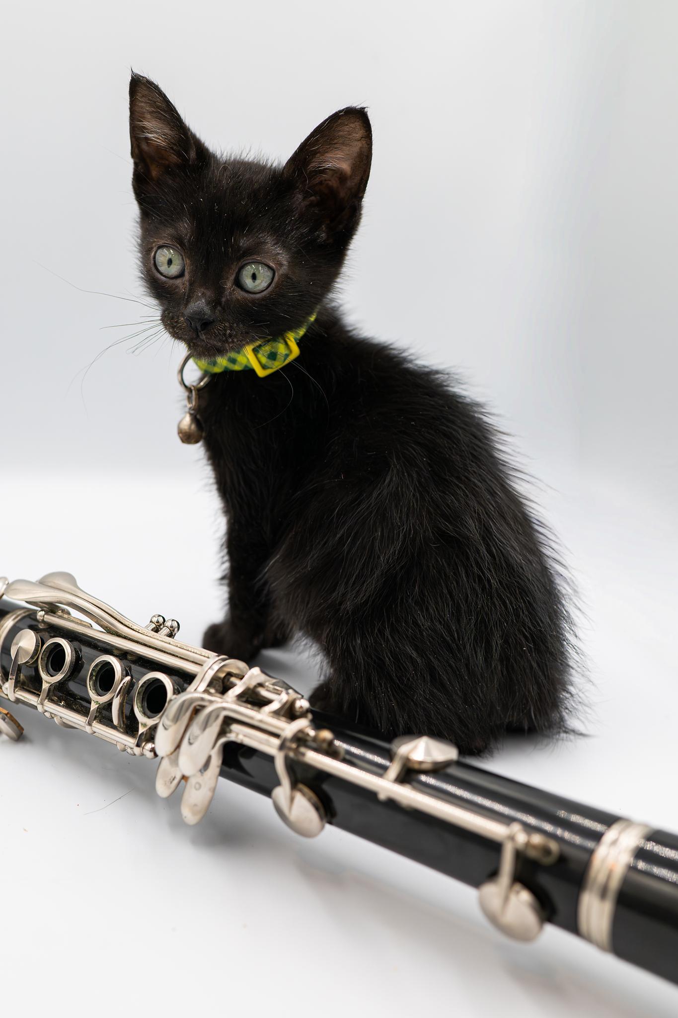 Count Basie, an adopted Domestic Short Hair in Portland, OR image 2/3