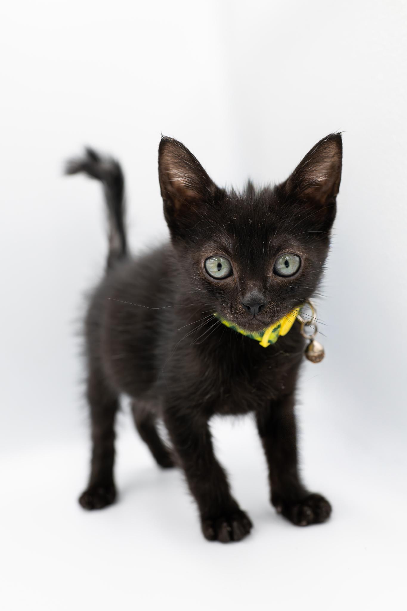 Count Basie, an adopted Domestic Short Hair in Portland, OR image 1/3