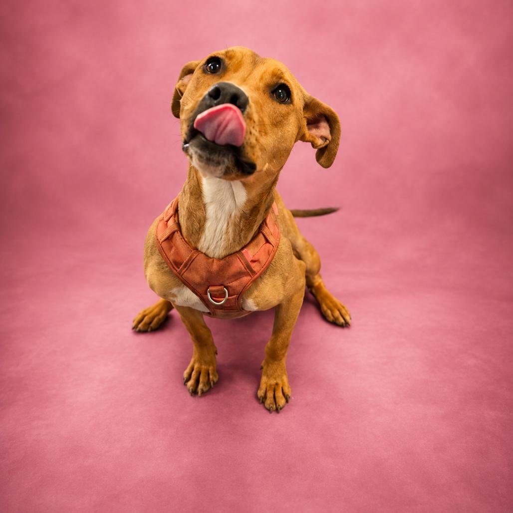 Piranha, Adoptable, Young Female Pit Bull Terrier.