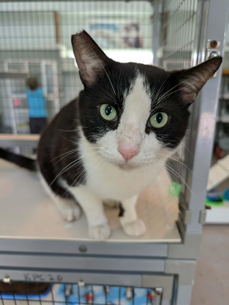 Quan, Adoptable, Young Male Domestic Short Hair.