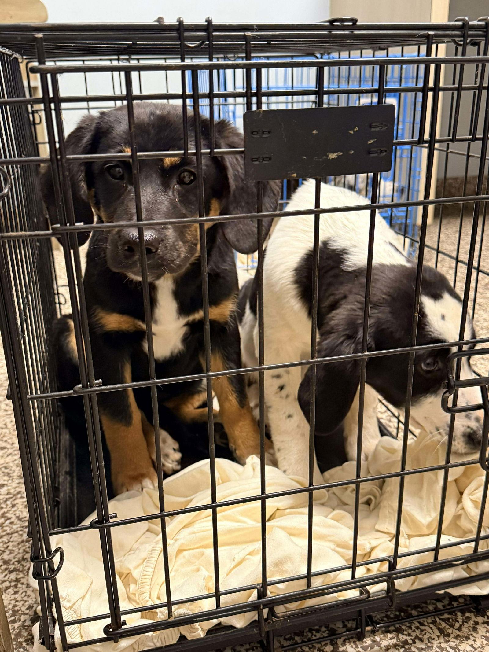 Enlarge Ragina, a Adopted mixed breed in Roxboro, NC image 1/3