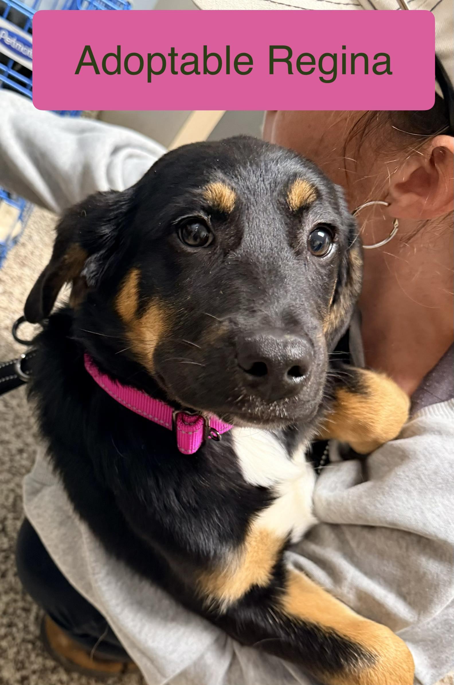 Enlarge Ragina, a Adopted mixed breed in Roxboro, NC image 2/3