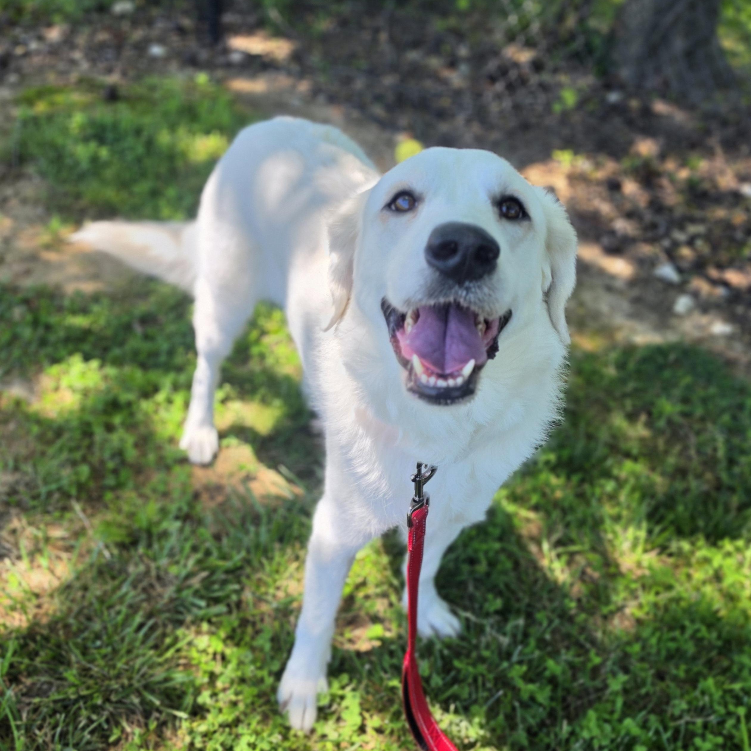 O.B., a ADOPTABLE mixed breed in Lowell, AR image 5/6
