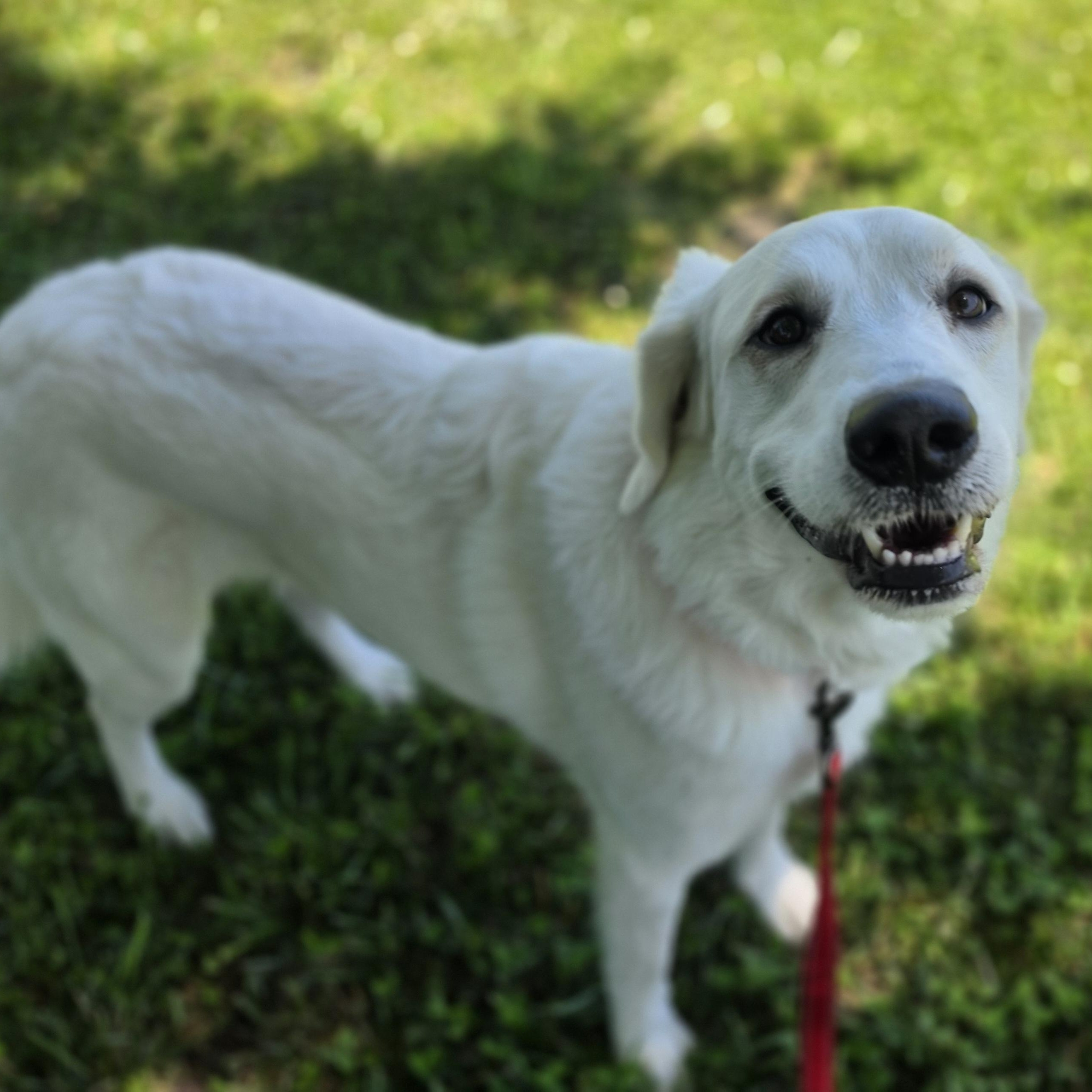 O.B., a ADOPTABLE mixed breed in Lowell, AR image 6/6