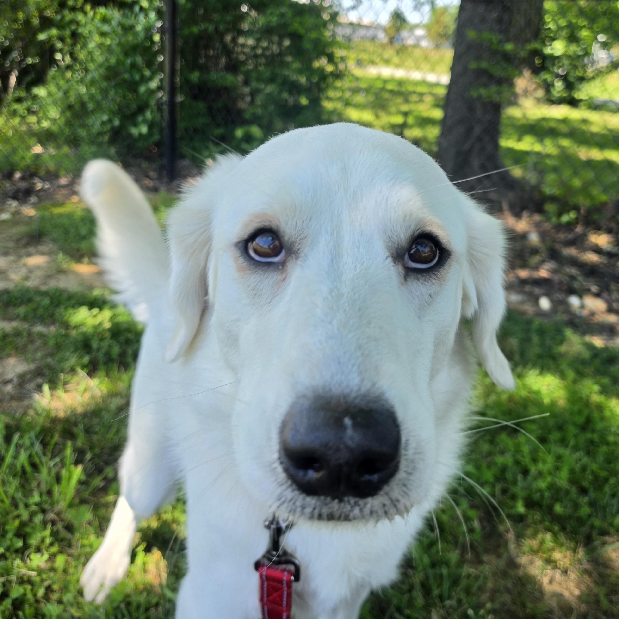 O.B., a ADOPTABLE mixed breed in Lowell, AR image 2/6