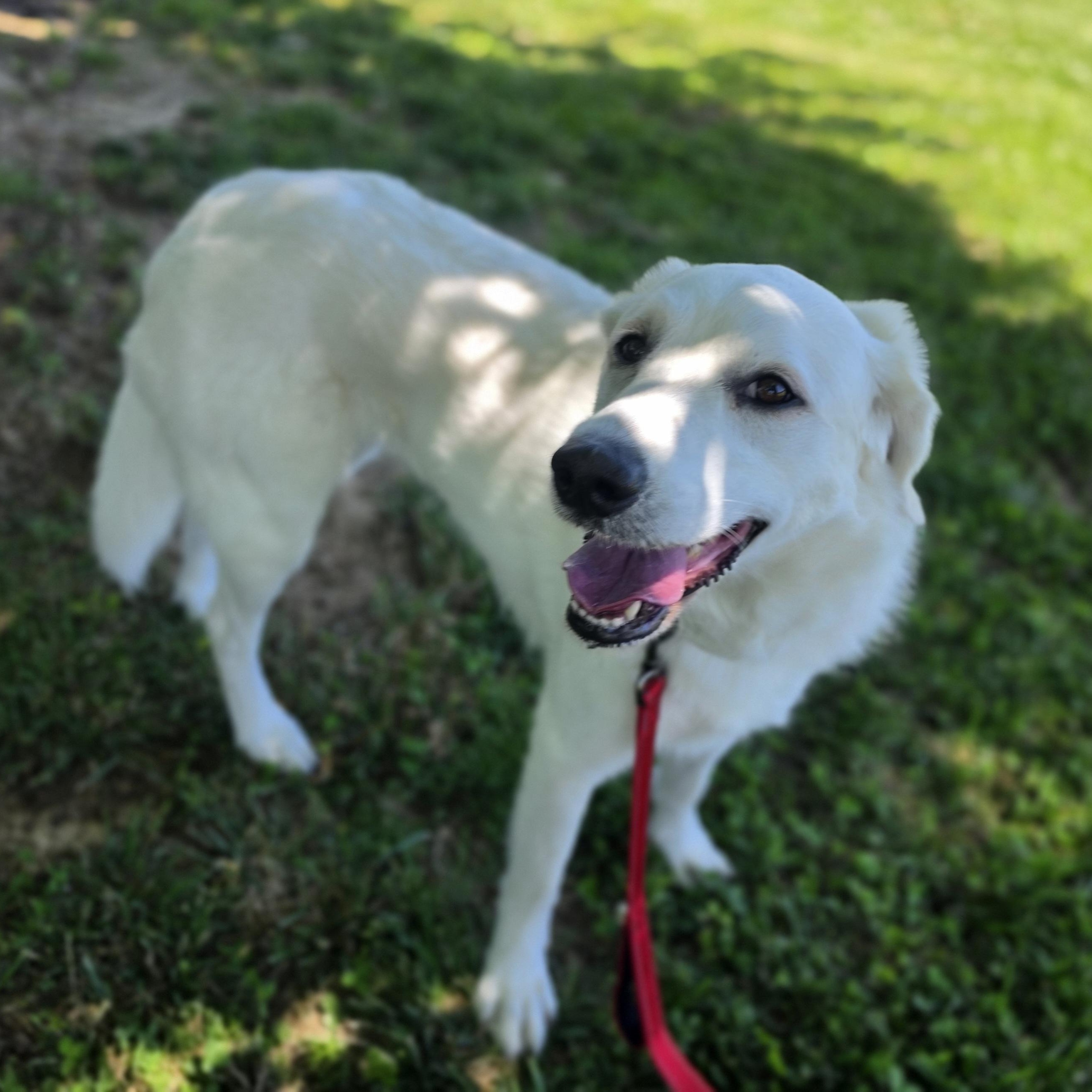O.B., a ADOPTABLE mixed breed in Lowell, AR image 3/6
