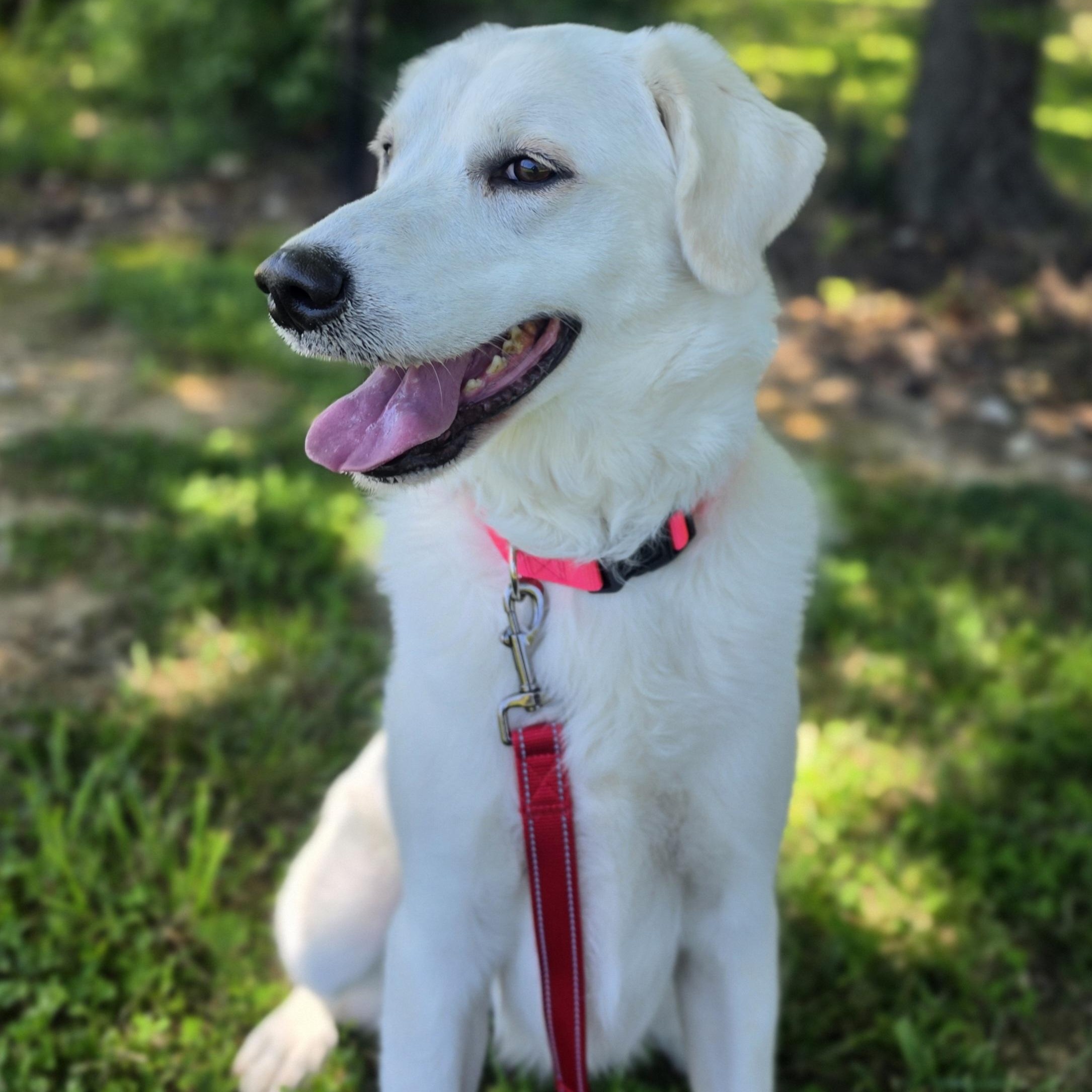 O.B., a ADOPTABLE mixed breed in Lowell, AR image 1/6