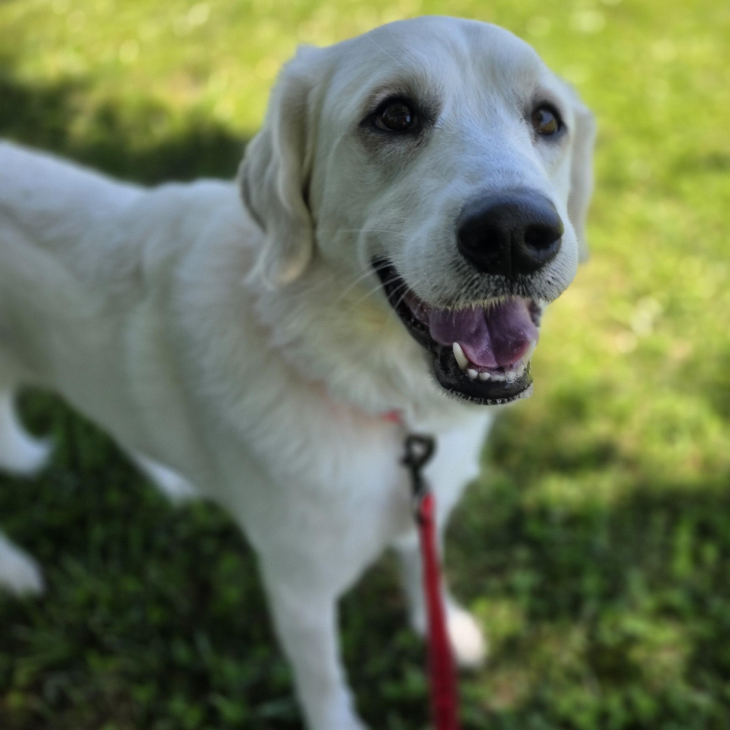 O.B., a ADOPTABLE mixed breed in Lowell, AR image 4/6