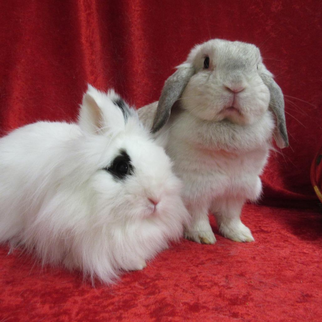 Muddy, Adoptable, Adult Female Holland Lop.
