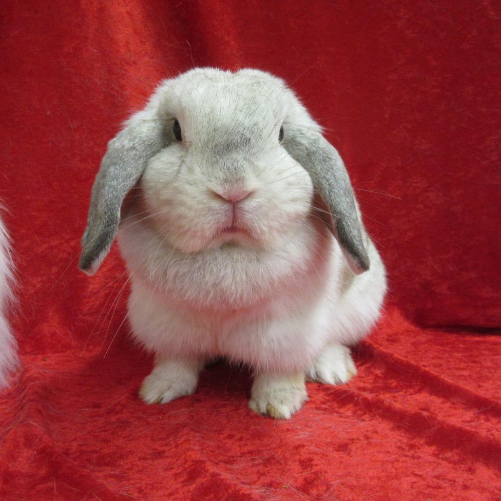 Enlarge Muddy, a Adoptable Holland Lop in Newport, PA image 2/4