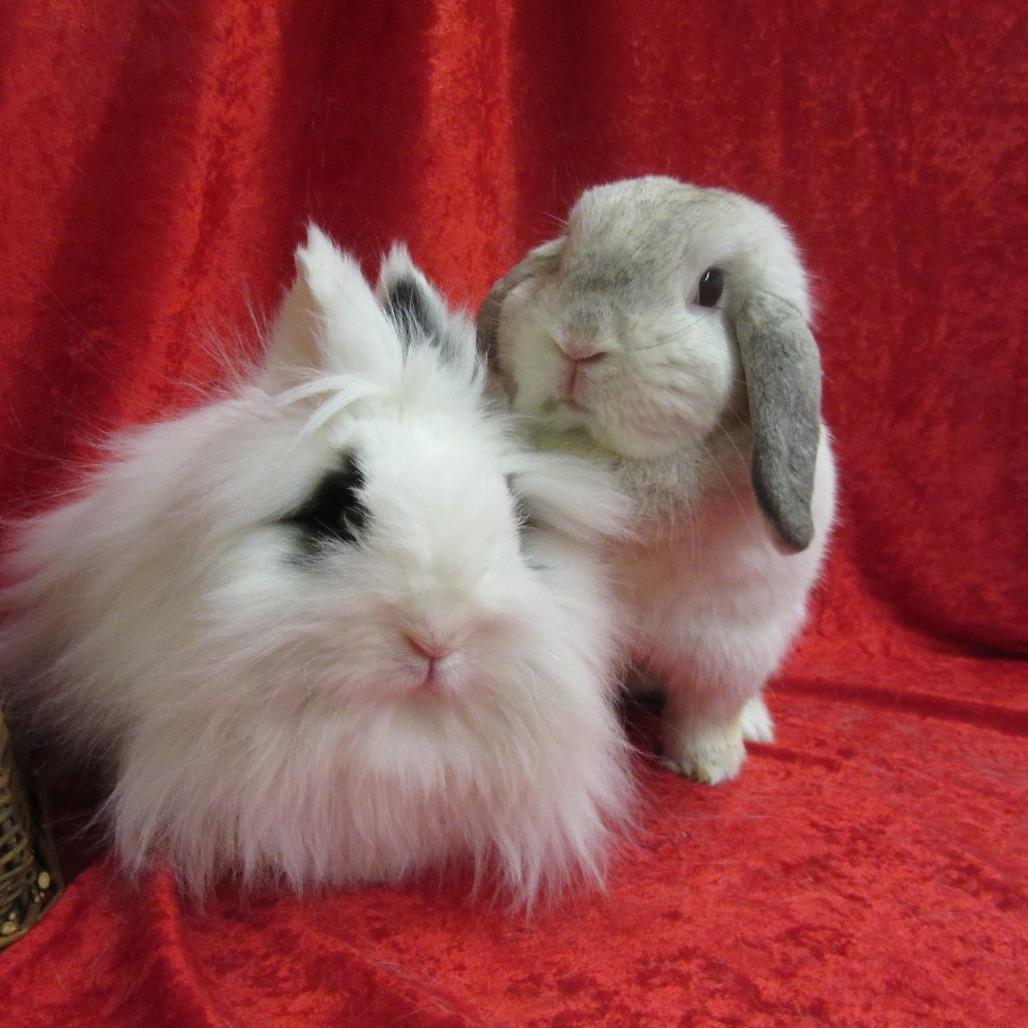 Enlarge Muddy, a Adoptable Holland Lop in Newport, PA image 3/4