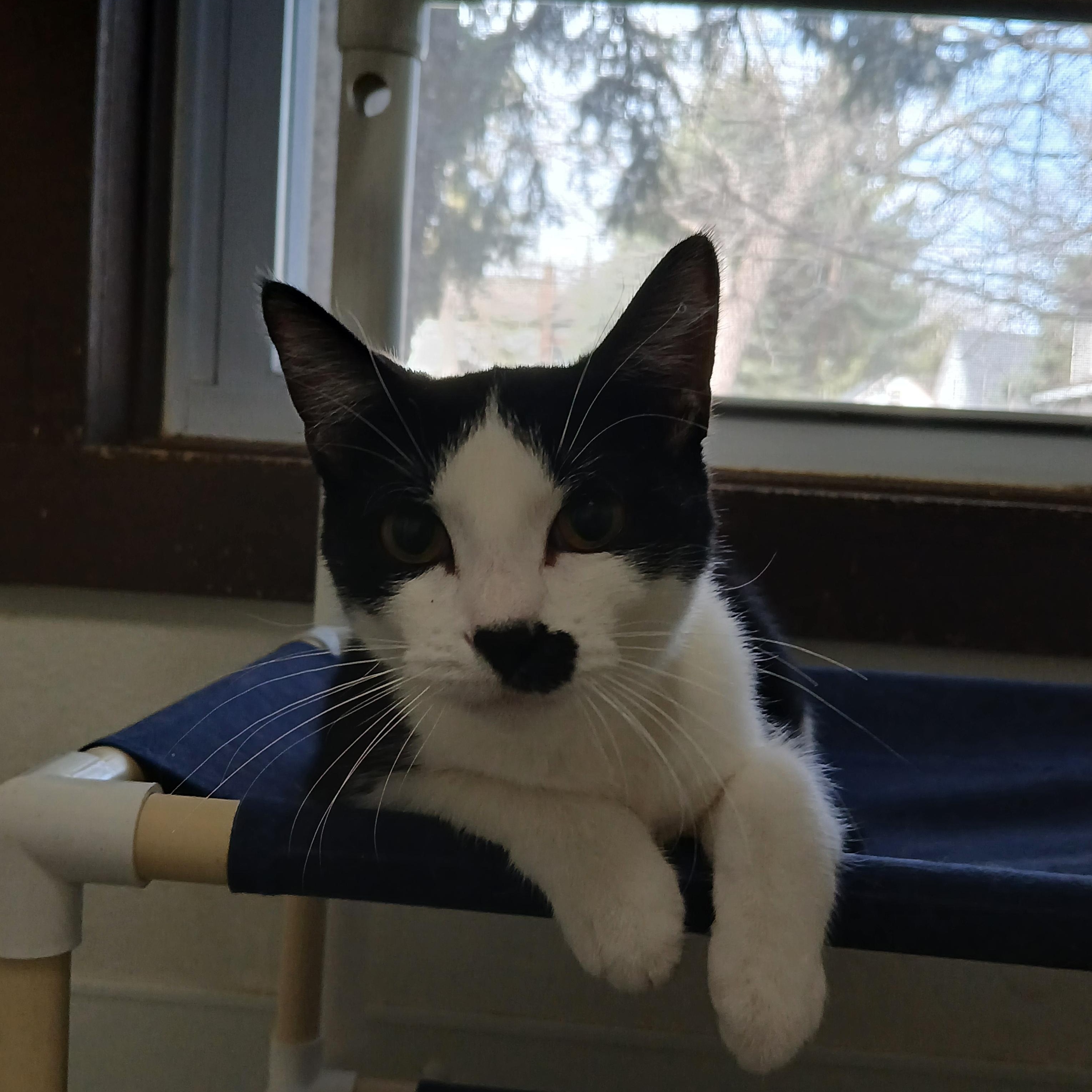 Enlarge Bozo, a ADOPTABLE American Shorthair in Iowa Falls, IA image 1/1