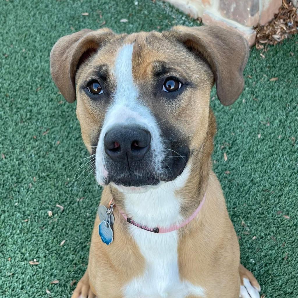 Enlarge Red, a Adoptable mixed breed in West Jordan, UT image 1/1