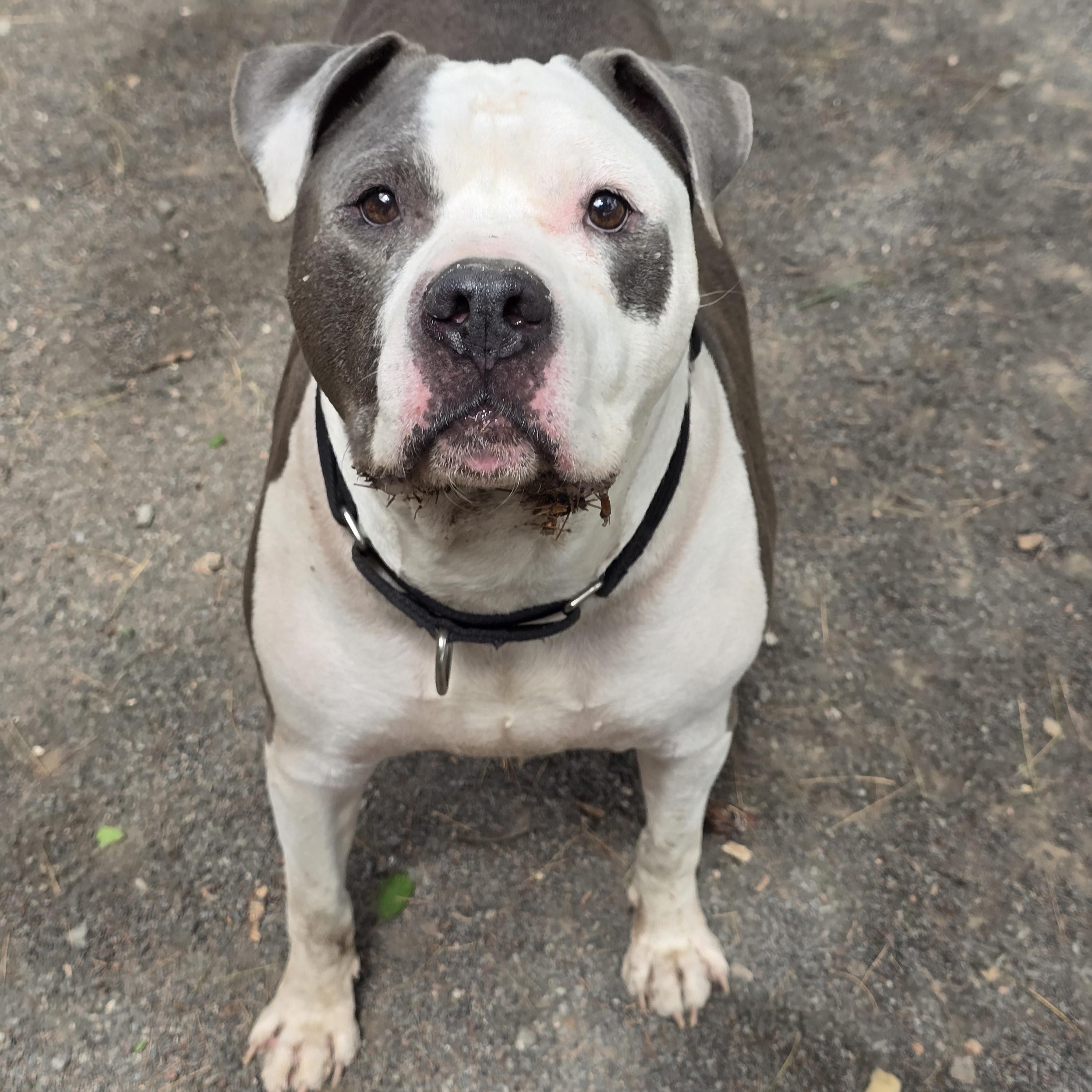 Enlarge Dexter, an adoptable mixed breed in Edison, NJ image 1/1