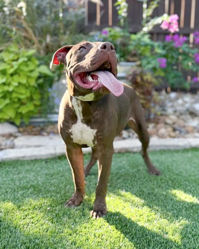 Enlarge Chopper, a Adoptable mixed breed in Northampton, MA image 3/6