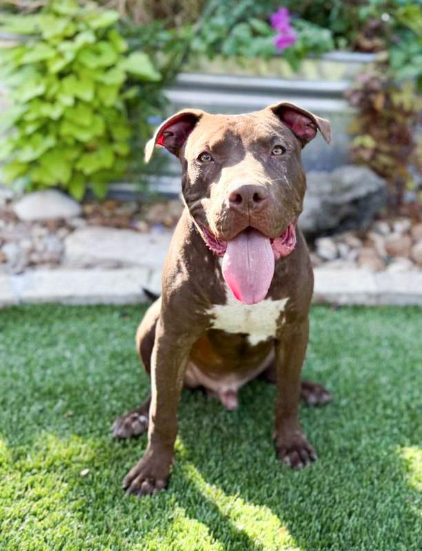 Chopper, Adoptable, Young Male Pit Bull Terrier & American Staffordshire Terrier.