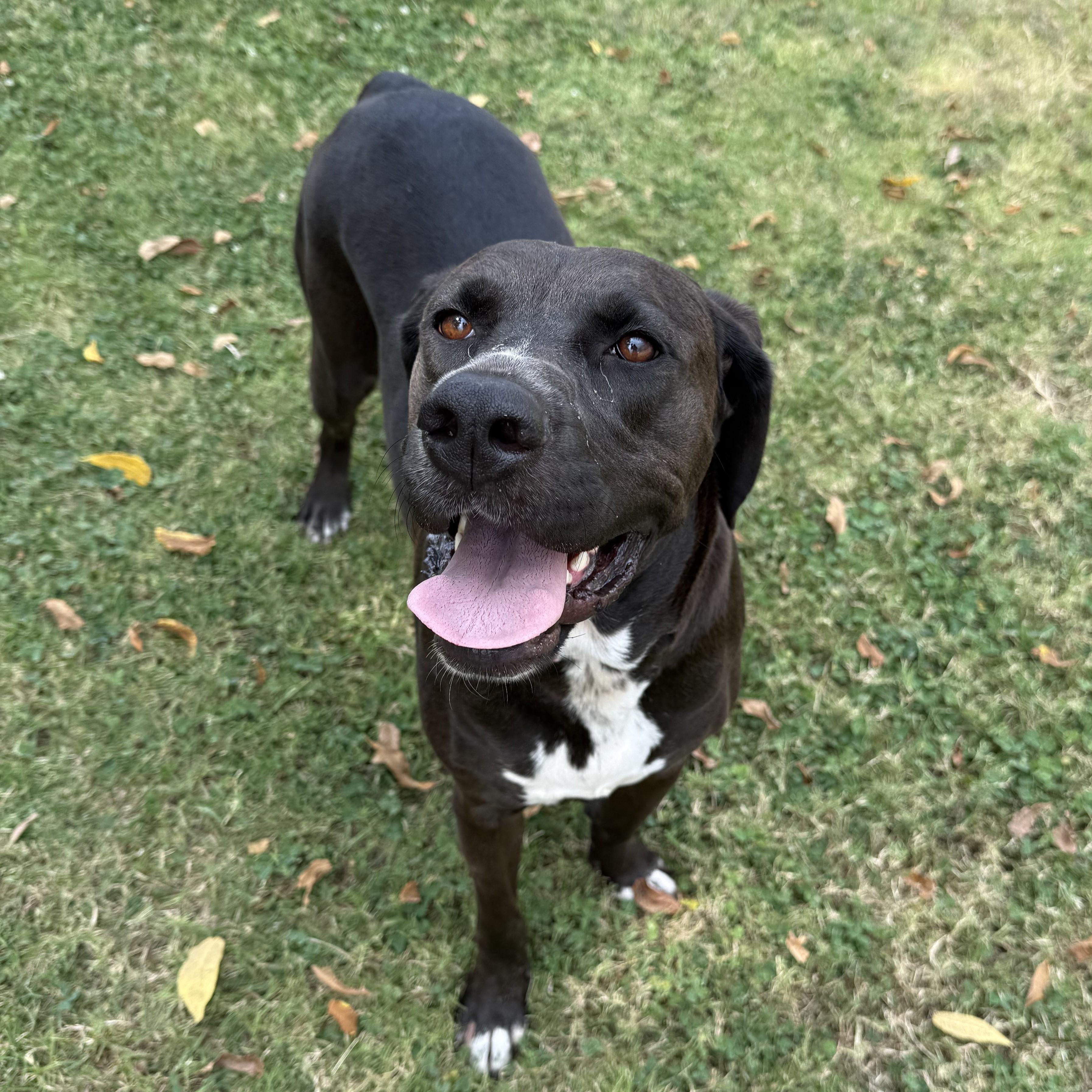 Enlarge Morticia, a Adoptable mixed breed in Lowell, AR image 6/6