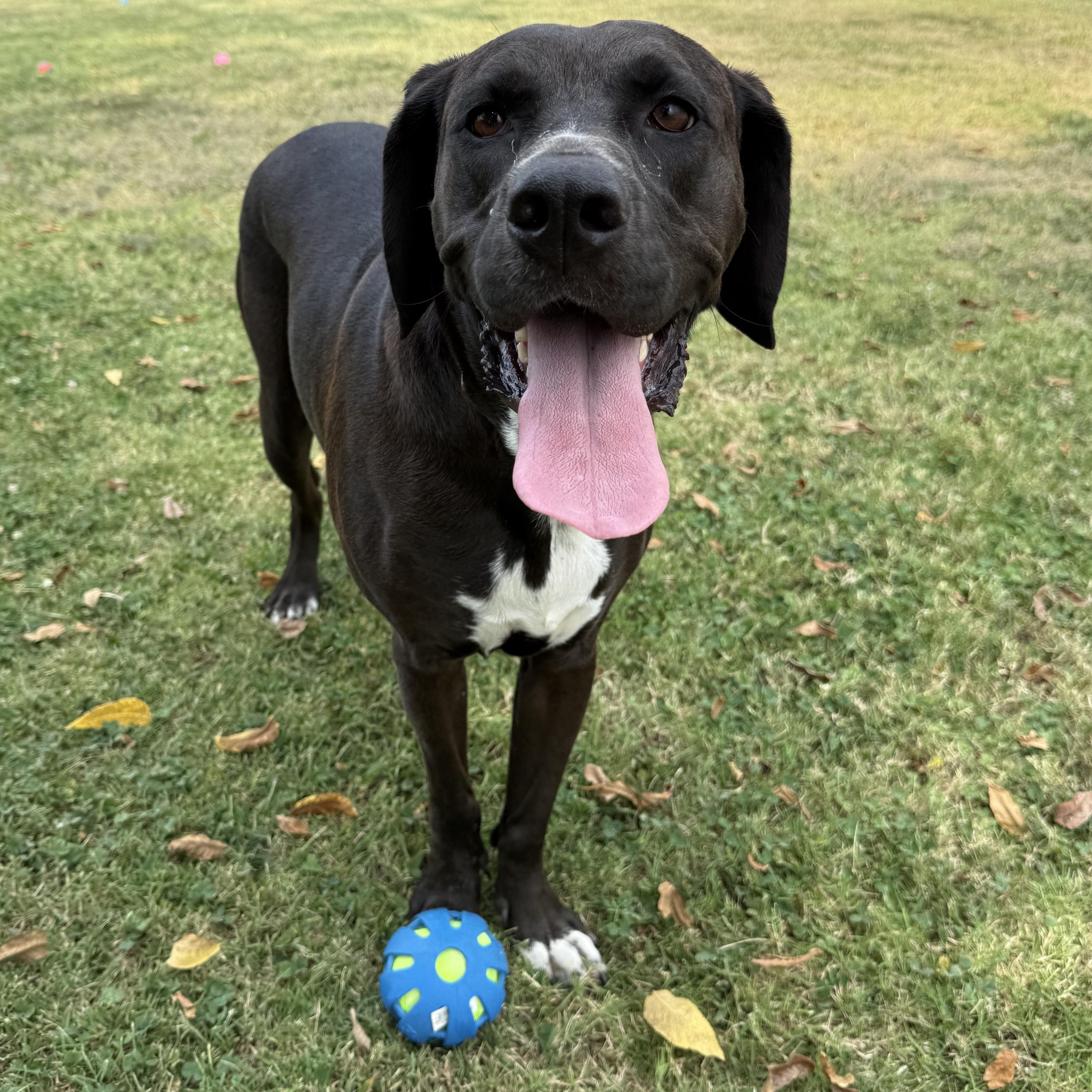 Enlarge Morticia, a Adoptable mixed breed in Lowell, AR image 2/6