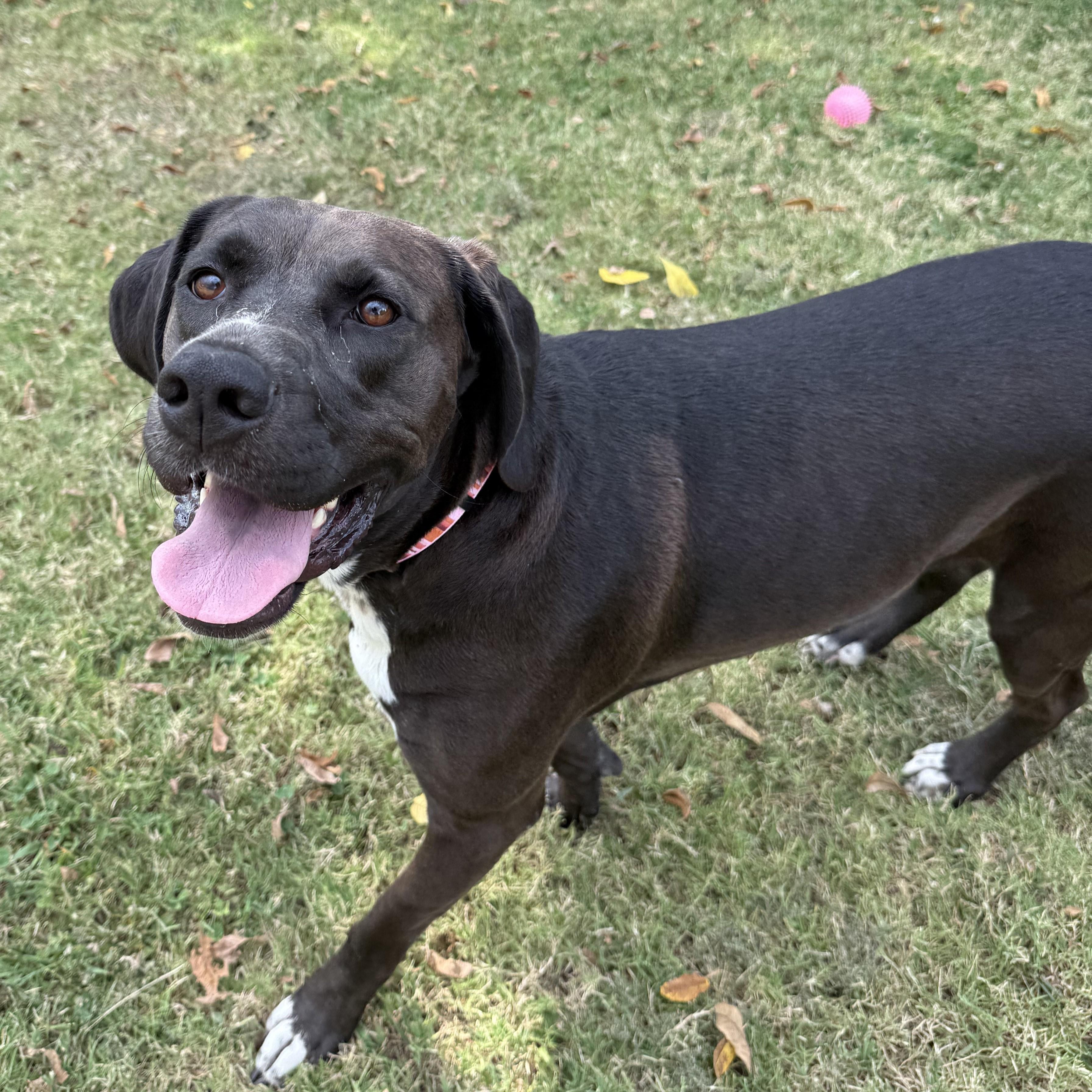 Enlarge Morticia, a Adoptable mixed breed in Lowell, AR image 1/6