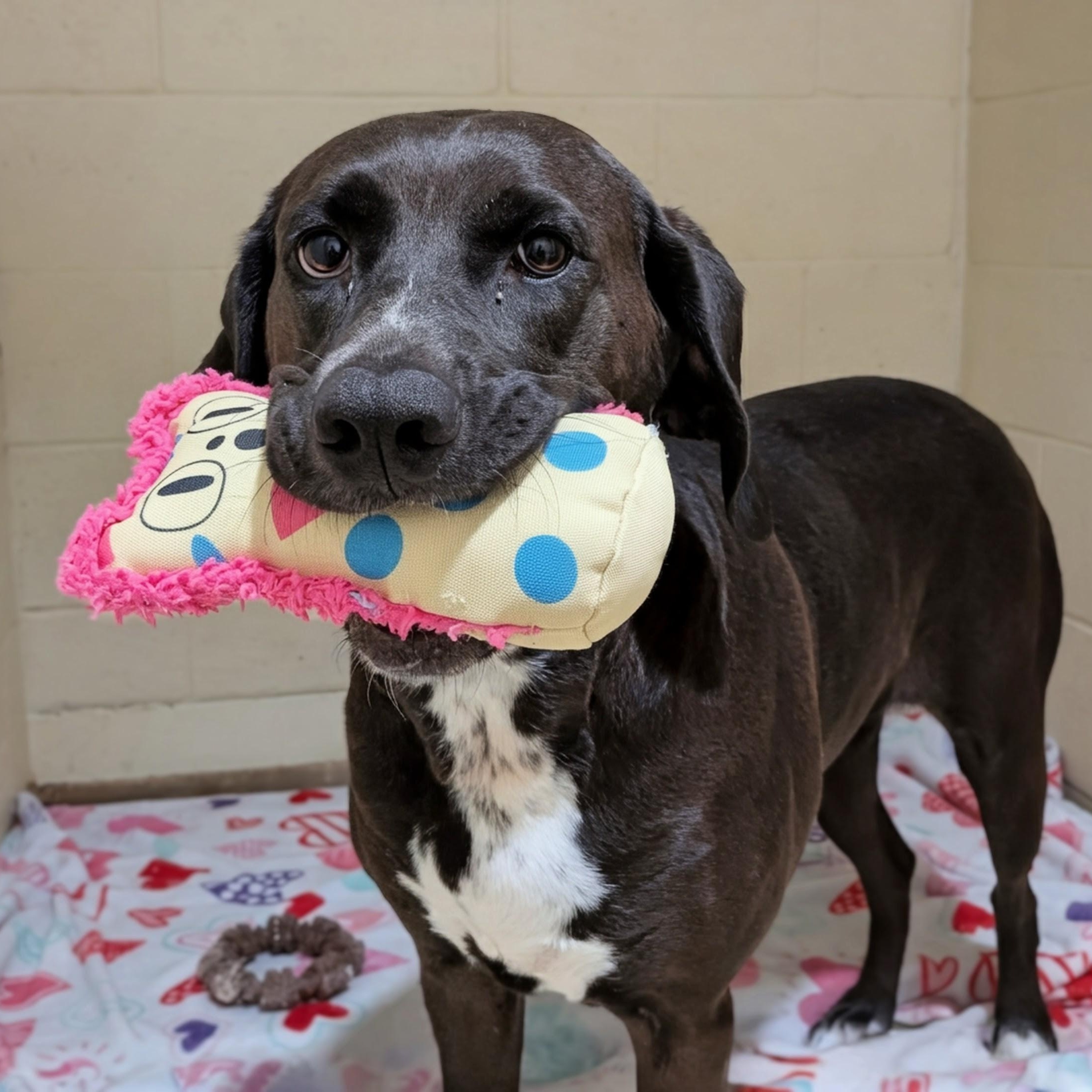 Enlarge Morticia, a Adoptable mixed breed in Lowell, AR image 4/6