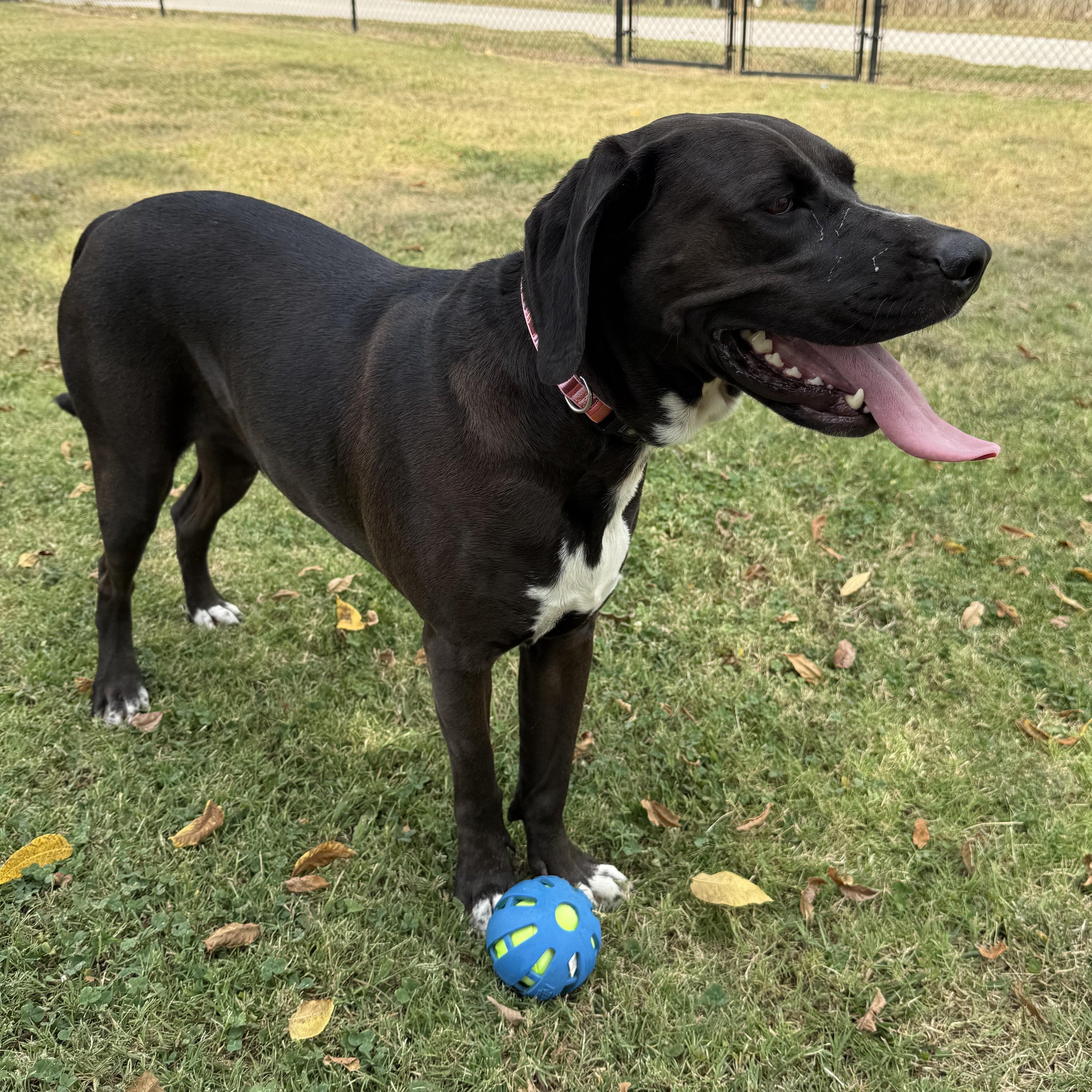 Enlarge Morticia, a Adoptable mixed breed in Lowell, AR image 5/6