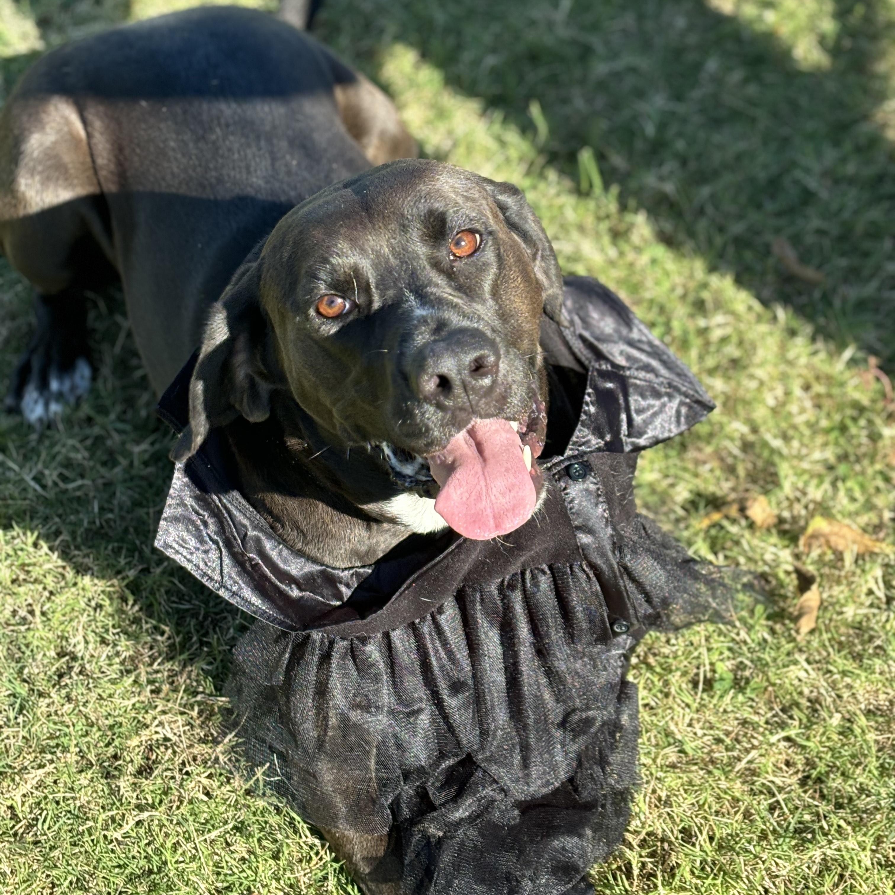 Enlarge Morticia, a Adoptable mixed breed in Lowell, AR image 3/6