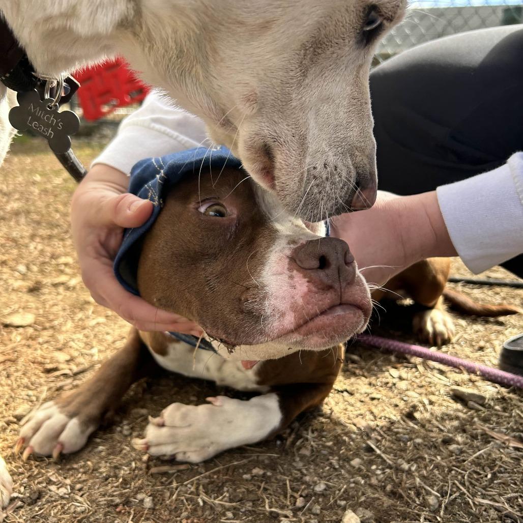 Nugget, a Adoptable mixed breed in Greenville, SC image 1/6