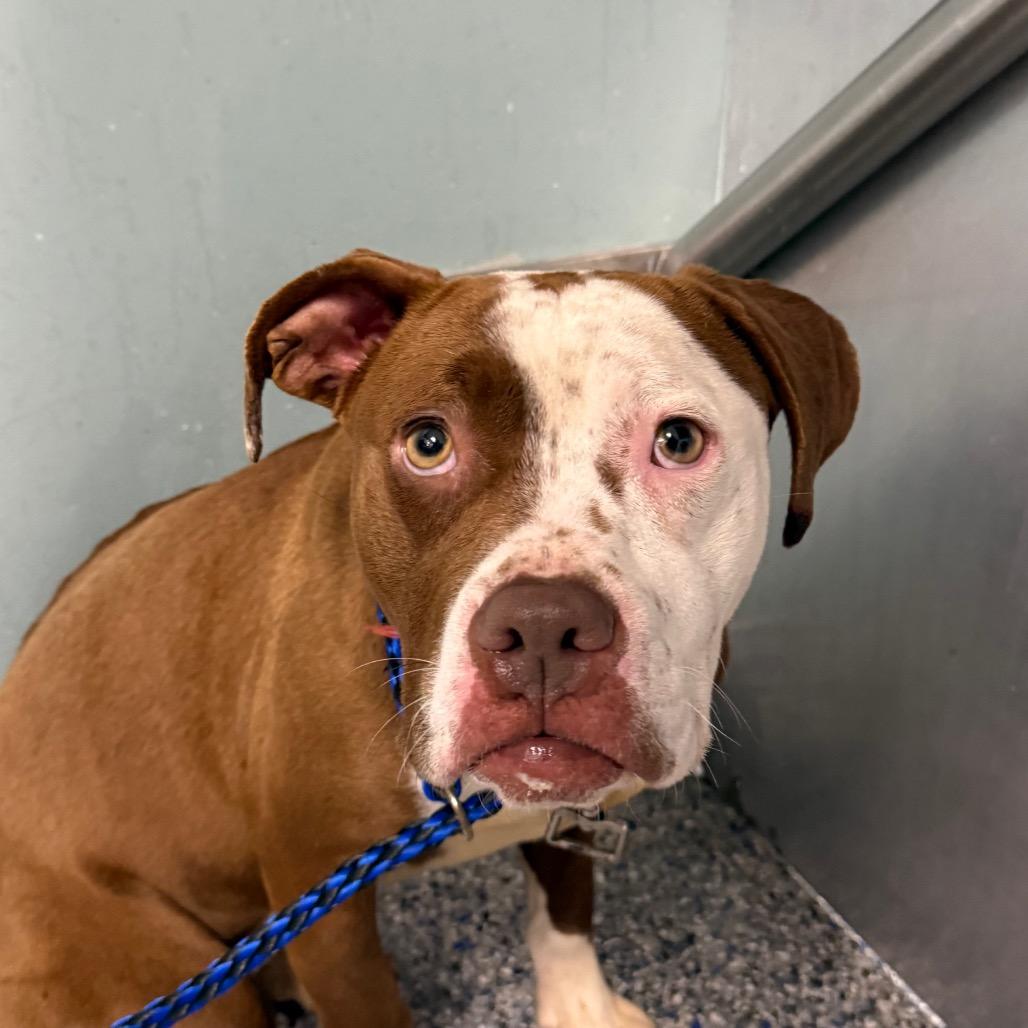 Nugget, a Adoptable mixed breed in Greenville, SC image 2/6