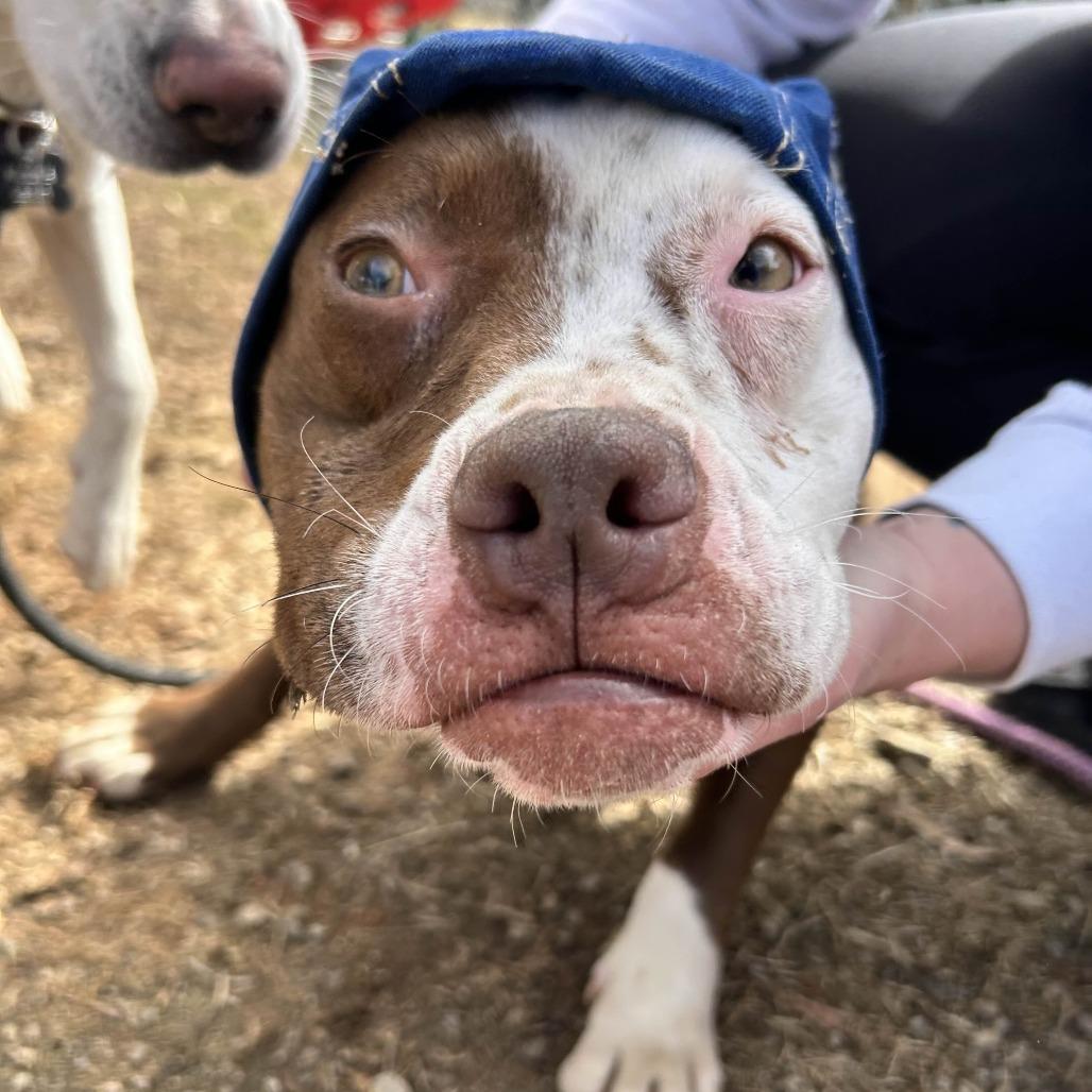 Nugget, a Adoptable mixed breed in Greenville, SC image 3/6